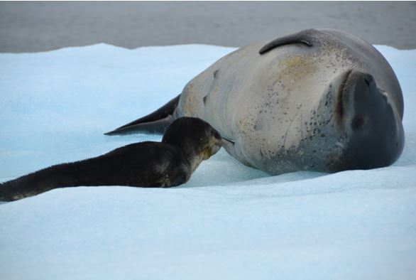 la-fauna-terrestre-y-marina-de-la-laguna-san-rafael-2