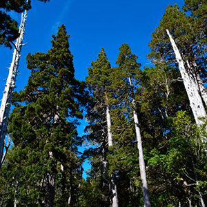 El Alerce, un monumento natural de Chile