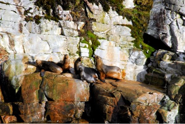 lobos marinos patagonia