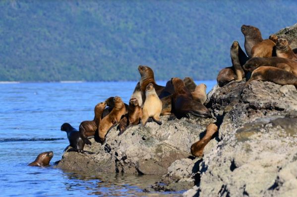 lobos marinos