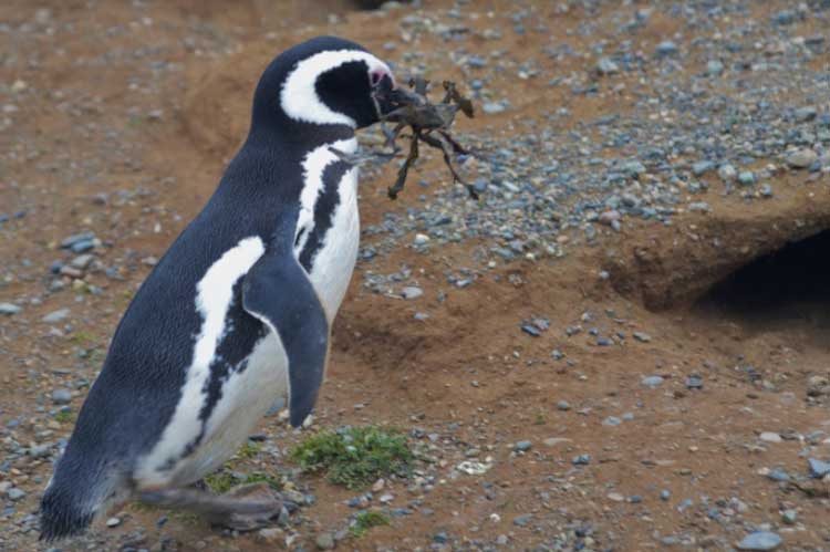 Pingüinos de Magallanes | Skorpios