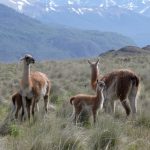 Rasgos culturales del extinto pueblo aónikenk